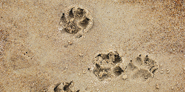 Psie łapy odciśnięte w piasku