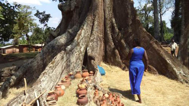 Nakayima Tree / www.mubende.go.ug