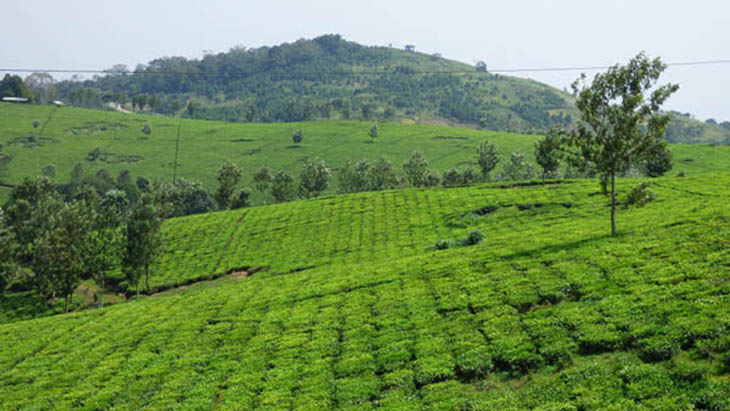 Zielone plantacje herbaty w pobliżu fabryki Igara / www.muzungubloguganda.com