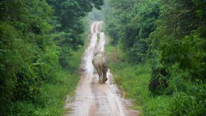 Słoń na drodze w Tajlandii