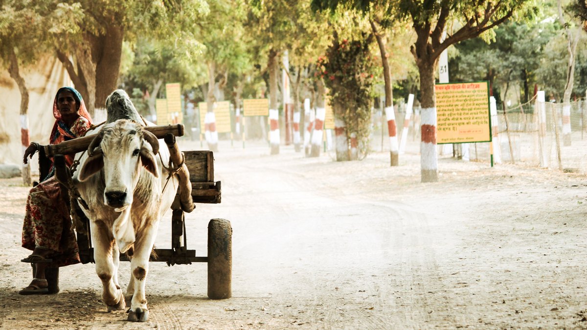 Indie: kobieta siedząca na wozie ciągniętym przez krowę